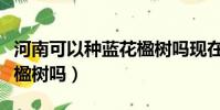 河南可以種藍花楹樹嗎現在(河南可以種藍花楹樹嗎)