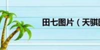 田七圖片(天騏圖片)