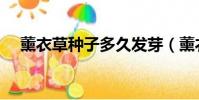 薰衣草種子多久發芽(薰衣草發芽圖片)
