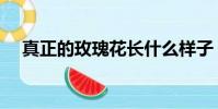 真正的玫瑰花長什么樣子(真正的玫瑰)