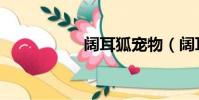 闊耳狐寵物(闊耳狐)