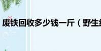 廢鐵回收多少錢一斤(野生紅菇多少錢一斤)