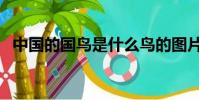 中國的國鳥是什么鳥的圖片(中國的國鳥)