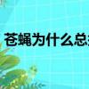 蒼蠅為什么總搓手搓腳（蒼蠅為什么總搓手）