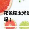 花色糯玉米是轉基因的嗎（糯玉米是轉基因的嗎）
