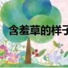 含羞草的樣子圖片和特點（含羞草的樣子）