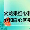 火龍果紅心和白心區別功效一樣嗎（火龍果紅心和白心區別）
