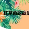 紅茶菌致癌是肯定的（牛奶致癌是真的嗎）