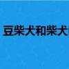豆柴犬和柴犬區別大嗎（豆柴犬和柴犬區別）