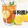 斗狗圖片大全帶文字（斗狗圖片）