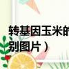 轉基因玉米的鑒別圖片黃白（轉基因玉米的鑒別圖片）