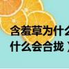 含羞草為什么會合攏的原因300字（含羞草為什么會合攏）