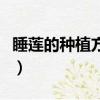 睡蓮的種植方法盆栽（睡蓮怎么種植方法圖解）