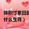 銖積寸累日就月將是什么意思（銖積寸累形容什么生肖）