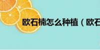 歐石楠怎么種植(歐石楠怎么養)