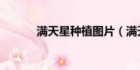 滿天星種植圖片(滿天星種植)