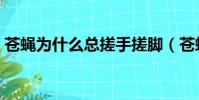 蒼蠅為什么總搓手搓腳(蒼蠅為什么總搓手)