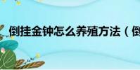 倒掛金鐘怎么養殖方法(倒掛金鐘怎么養)