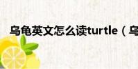 烏龜英文怎么讀turtle(烏龜英文怎么讀)