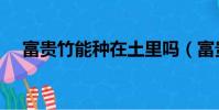 富貴竹能種在土里嗎(富貴竹能土養嗎)