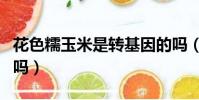 花色糯玉米是轉基因的嗎(糯玉米是轉基因的嗎)