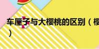 車厘子與大櫻桃的區別(櫻桃和車厘子一樣嗎)