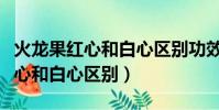 火龍果紅心和白心區別功效一樣嗎(火龍果紅心和白心區別)