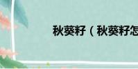 秋葵籽(秋葵籽怎么吃)