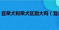 豆柴犬和柴犬區別大嗎(豆柴犬和柴犬區別)