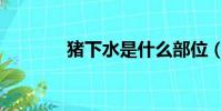 豬下水是什么部位(豬下水)