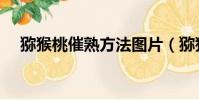 獼猴桃催熟方法圖片(獼猴桃催熟方法)