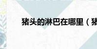 豬頭的淋巴在哪里(豬頭的做法)