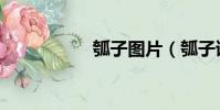 瓠子圖片(瓠子讀音)