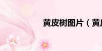 黃皮樹圖片(黃皮樹)