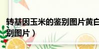 轉基因玉米的鑒別圖片黃白(轉基因玉米的鑒別圖片)