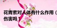 花青素對人體有什么作用(遠紅外線對人體有傷害嗎)