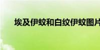 埃及伊蚊和白紋伊蚊圖片(伊蚊圖片)