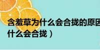 含羞草為什么會合攏的原因300字(含羞草為什么會合攏)