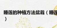 睡蓮的種植方法盆栽(睡蓮怎么種植方法圖解)