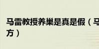 馬雷教授養巢是真是假(馬雷教授的睡前養巢方)