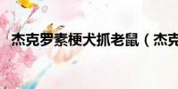 杰克羅素梗犬抓老鼠(杰克羅素梗犬圖片)