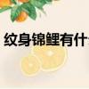 紋身錦鯉有什么講究（許魏洲后背錦鯉紋身）