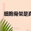 細胞骨架是真核細胞特有的嗎（細胞骨架）