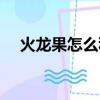 火龍果怎么種植視頻（火龍果怎么種植）