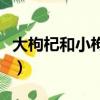 大枸杞和小枸杞區別（大枸杞好還是小枸杞好）