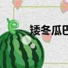 矮冬瓜巴蜀笑星（矮冬瓜打一字）