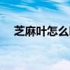 芝麻葉怎么吃好吃視頻（芝麻葉怎么吃）
