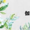 伽羅華理論（伽羅華）