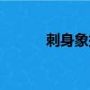 刺身象拔蚌吃法（刺身象拔蚌）