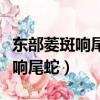 東部菱斑響尾蛇和西部菱斑響尾蛇（東部菱斑響尾蛇）